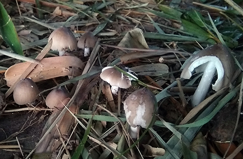 [-]Hơn[-]nửa[-]triệu[-]đồng[-]một[-]kg[-]nấm[-]mối[-]ở[-]miền[-]Tây